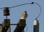Day01 - 11 * American Kestrel